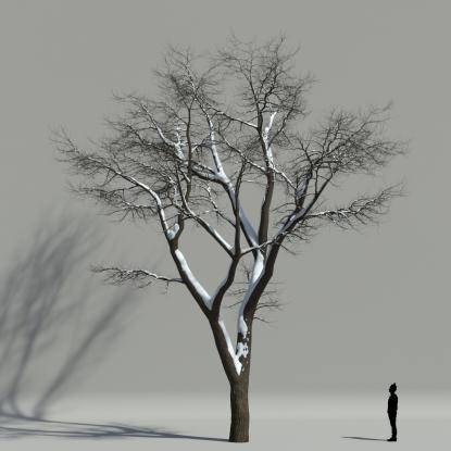Scotch elm winter V2
