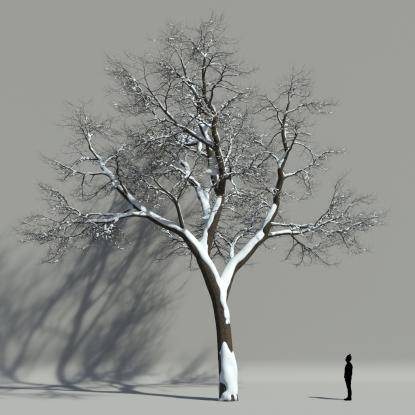 Scotch elm winter V3