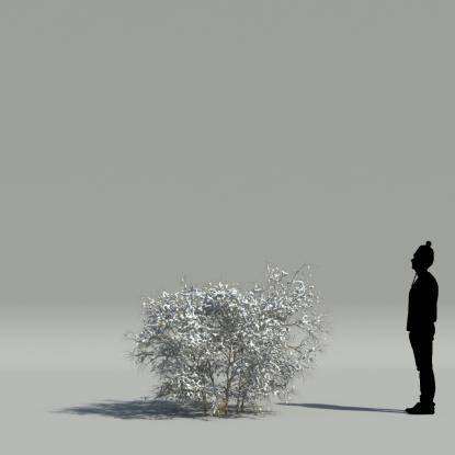 Spanish jasmine winter V1