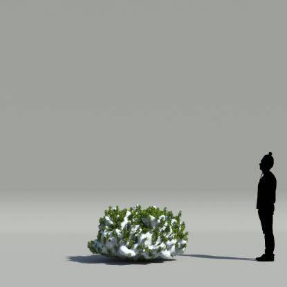 Thuja bush winter V3