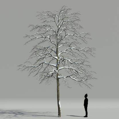 Tilia winter V1
