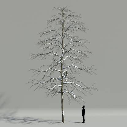 Tilia winter V2