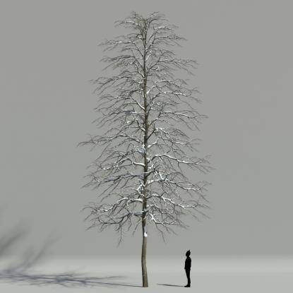 Tilia winter V3