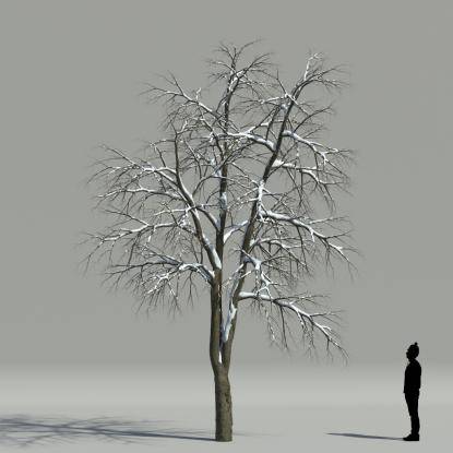 Whitebeam winter V1