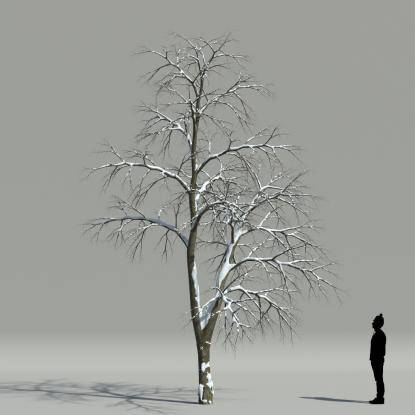 Whitebeam winter V2