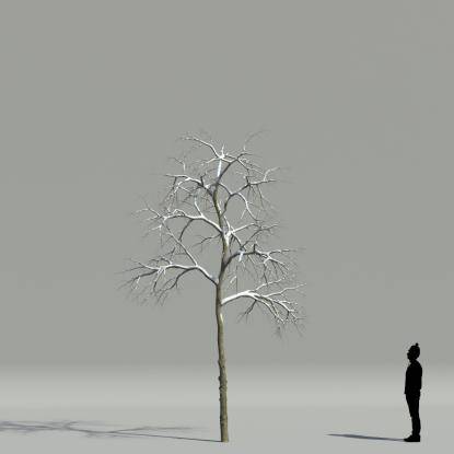 Whitebeam winter V3