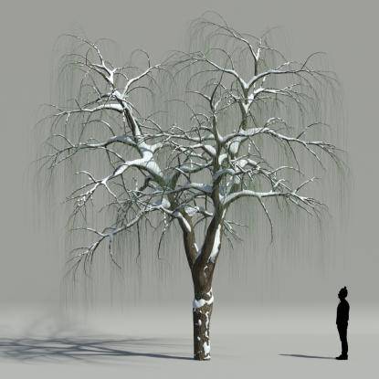 Willow winter V1