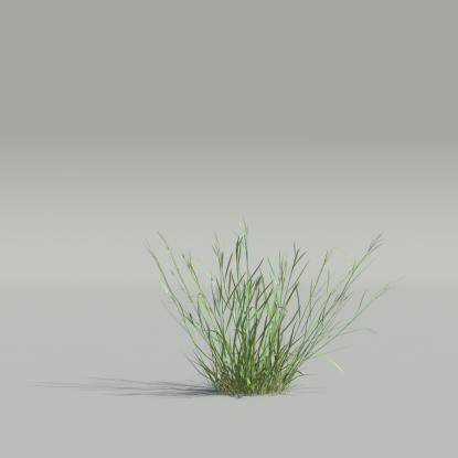 Bentgrass v2