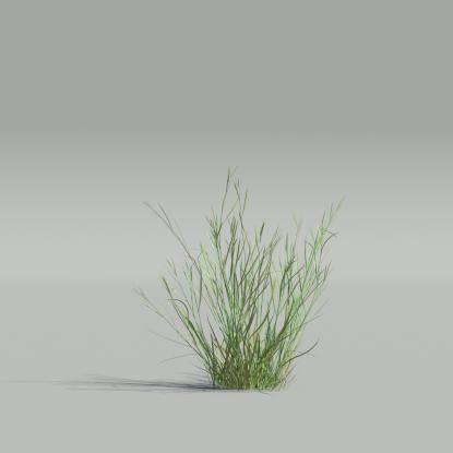 Bentgrass v3