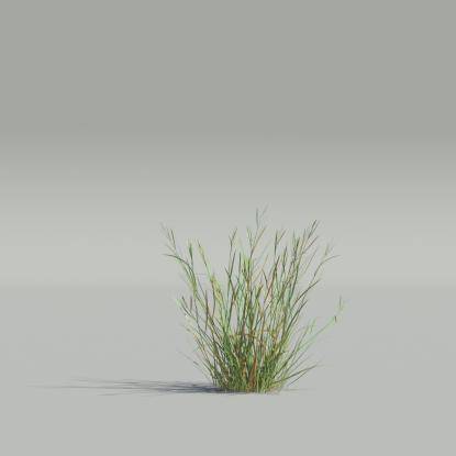 Bentgrass v4