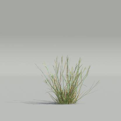 Bentgrass v5