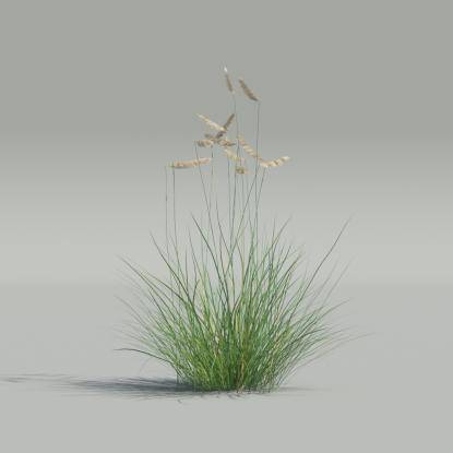 Bouteloua gracilis v1