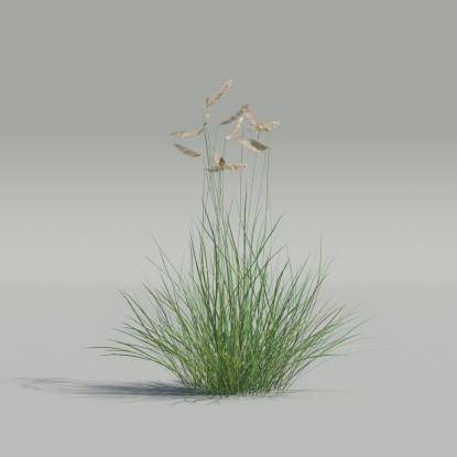 Bouteloua gracilis v2