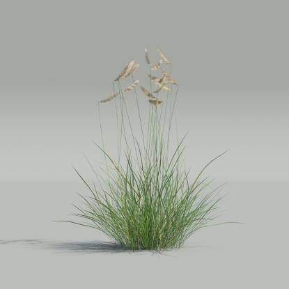Bouteloua gracilis v3