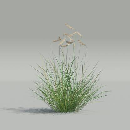Bouteloua gracilis v4