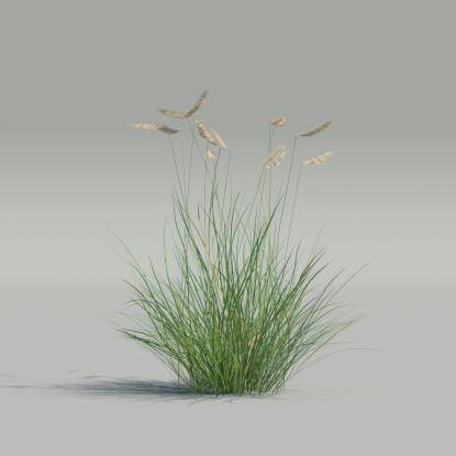 Bouteloua gracilis v5
