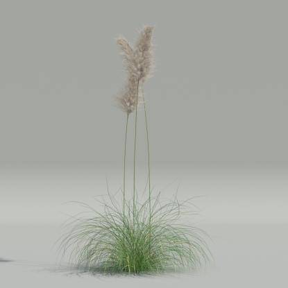 Cortaderia selloana v1