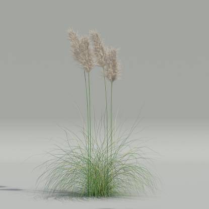 Cortaderia selloana v2