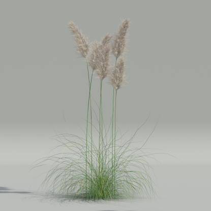 Cortaderia selloana v3
