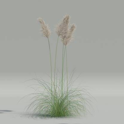 Cortaderia selloana v4
