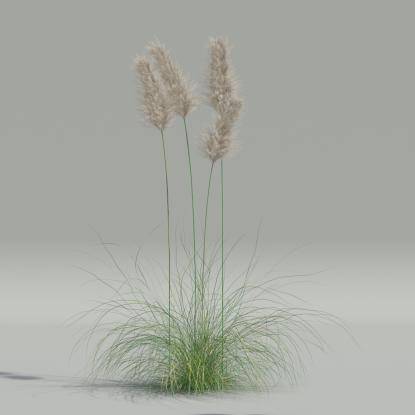 Cortaderia selloana v5