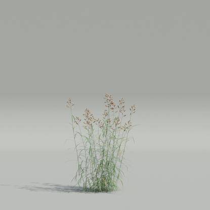 Dactylis v1