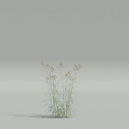 Dactylis v4