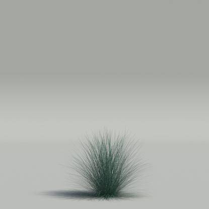 Festuca glauca v1