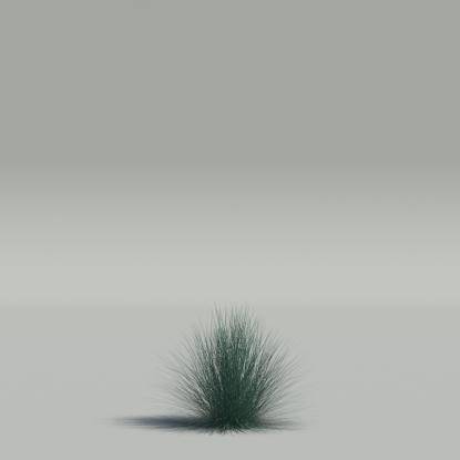 Festuca glauca v2