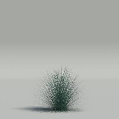 Festuca glauca v3