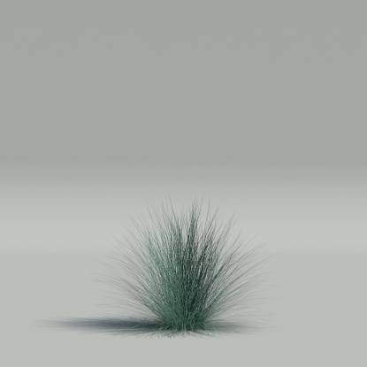 Festuca glauca v4