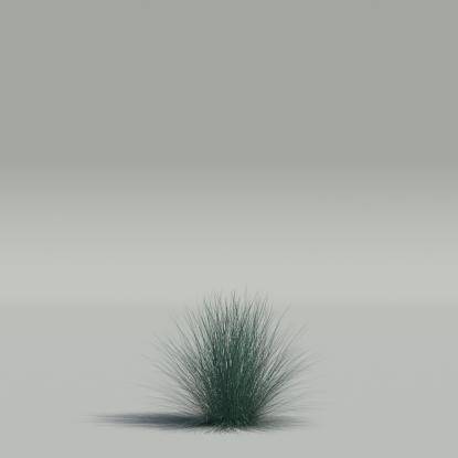 Festuca glauca v5