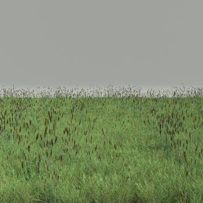FP Preset Common Grass Field Mixed3