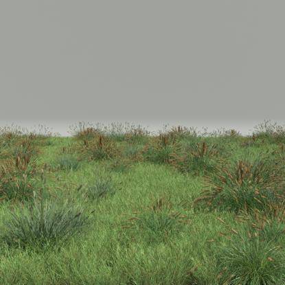 FP Preset Common Grass Field Mixed4