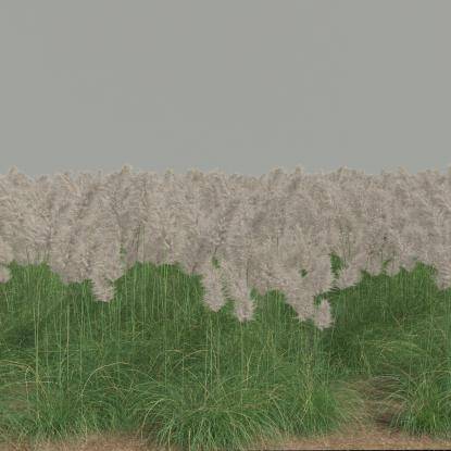 FP Preset Field 1 - Pampas grass