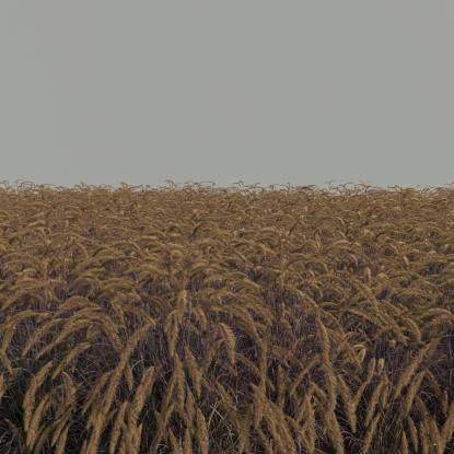 FP Preset Pennisetum setaceum