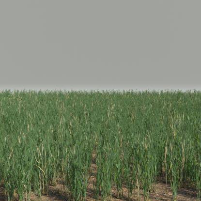 FP Preset Rye Field