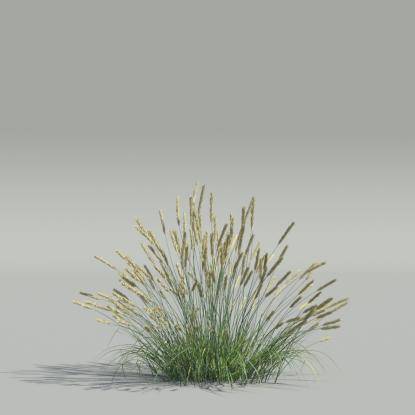 Koeleria v1
