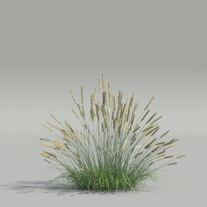 Koeleria v2