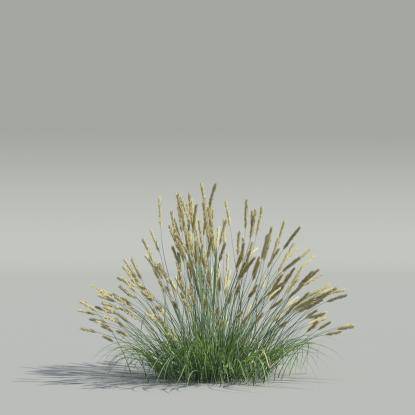 Koeleria v4