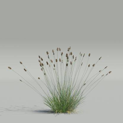 Oreochloa v1