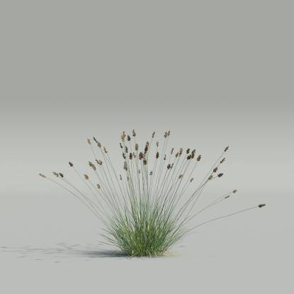 Oreochloa v2
