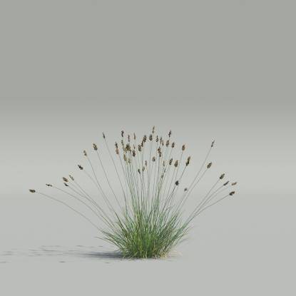 Oreochloa v3