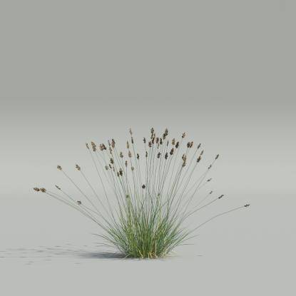 Oreochloa v4