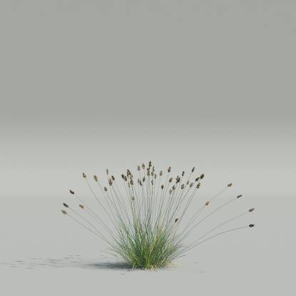 Oreochloa v5