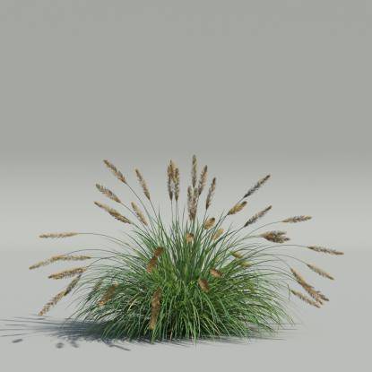 Pennisetum alopecuroides v1