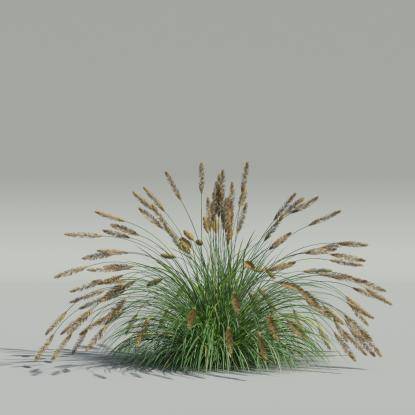Pennisetum alopecuroides v2