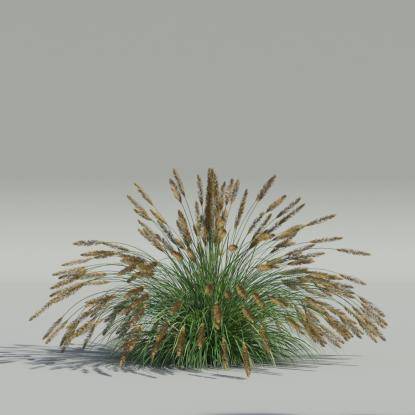 Pennisetum alopecuroides v3