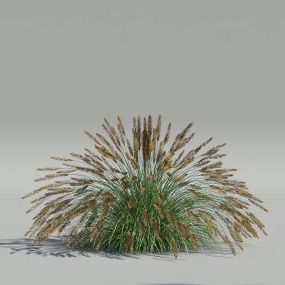 Pennisetum alopecuroides v4