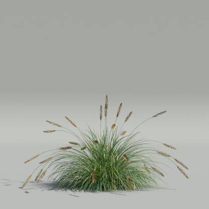 Pennisetum alopecuroides v5